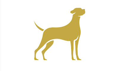 dog at an ideal weight